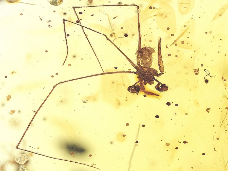 Raritt: ausgestorbene Spinne
