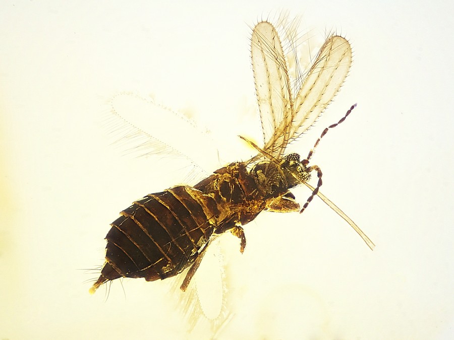 Bernsteine aus dem Baltikum mit Inklusen zum Kaufen