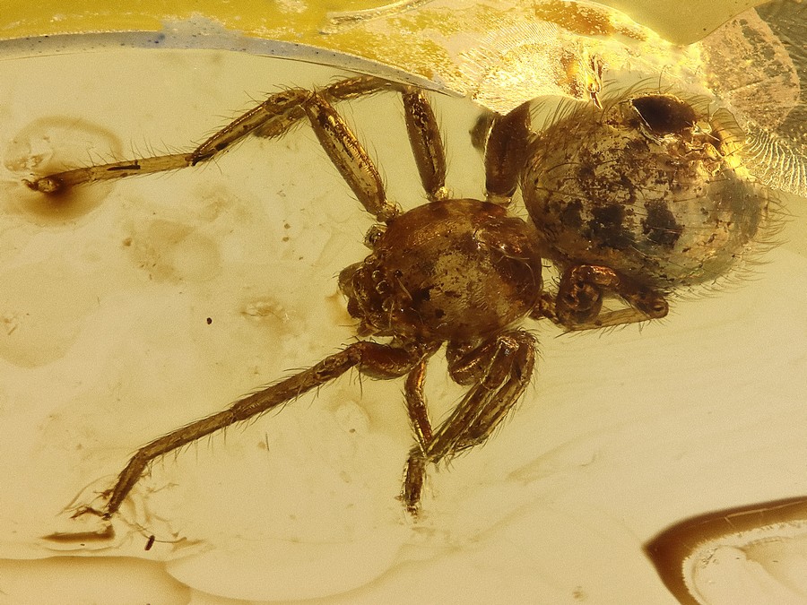 Bernsteine aus dem Baltikum mit Inklusen zum Kaufen