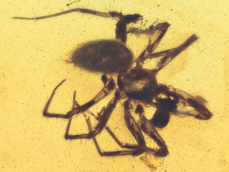 Raritt: Scheibennetzspinne