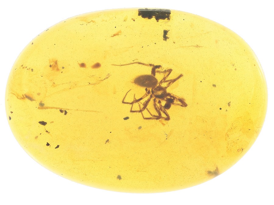 Raritt: Scheibennetzspinne