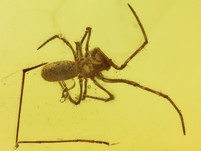 Kruselradnetzspinne