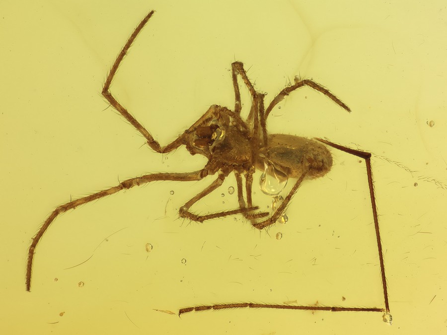 Kruselradnetzspinne