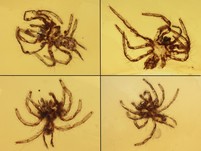 Raritt: 7 Rhrenvogelspinnen