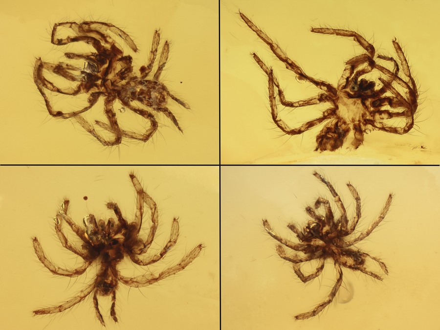 Raritt: 7 Rhrenvogelspinnen