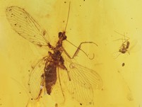 Fanghafte (Dornige Florfliege)