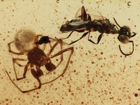 Ausgestorbene Spinne, Wespe