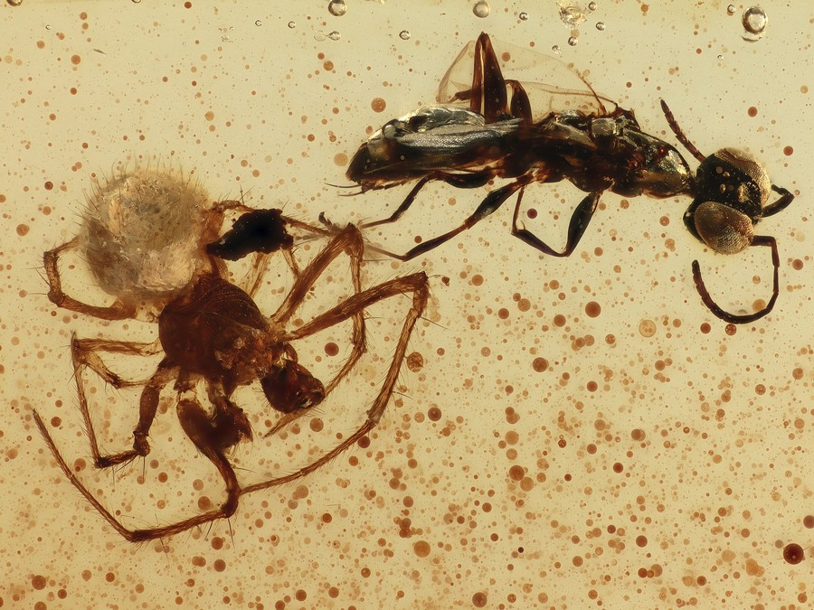 Ausgestorbene Spinne, Wespe