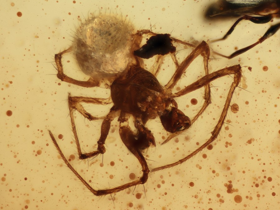 Ausgestorbene Spinne, Wespe