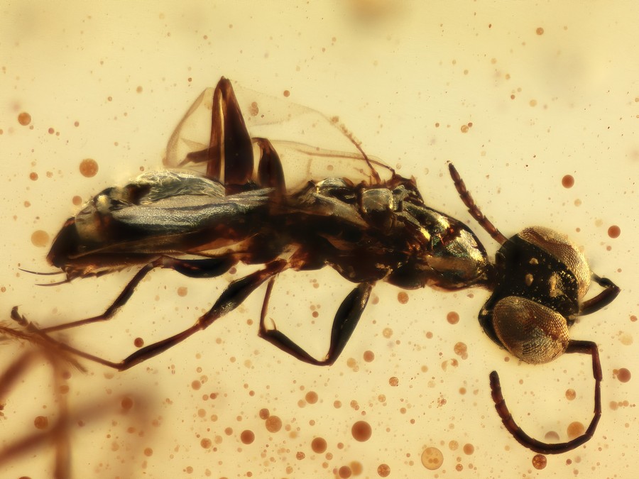 Ausgestorbene Spinne, Wespe