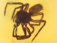 Ausgestorbene Spinne