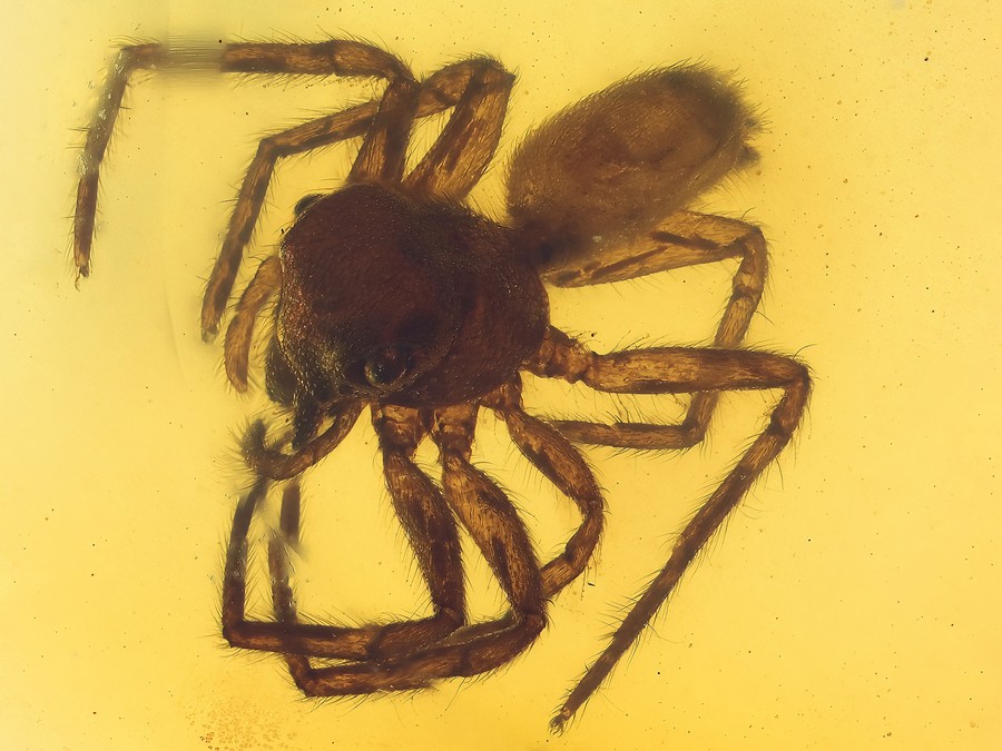 Ausgestorbene Spinne
