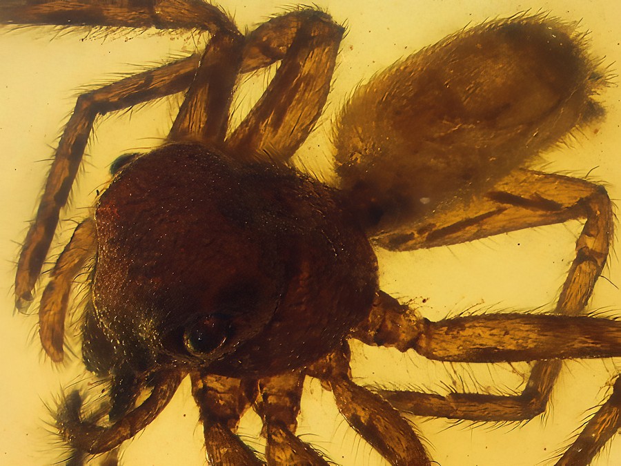 Ausgestorbene Spinne