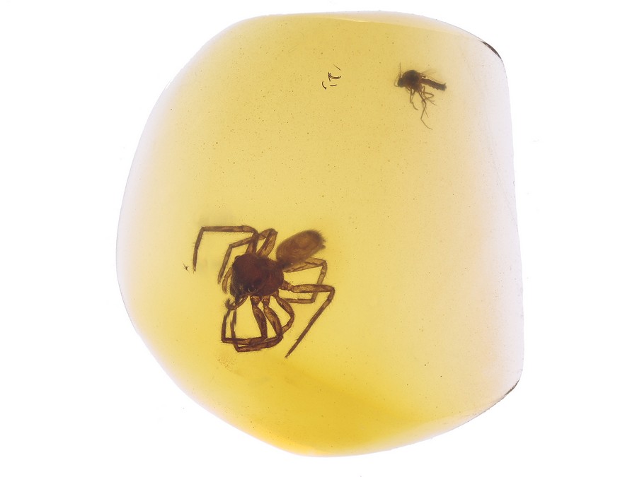Ausgestorbene Spinne