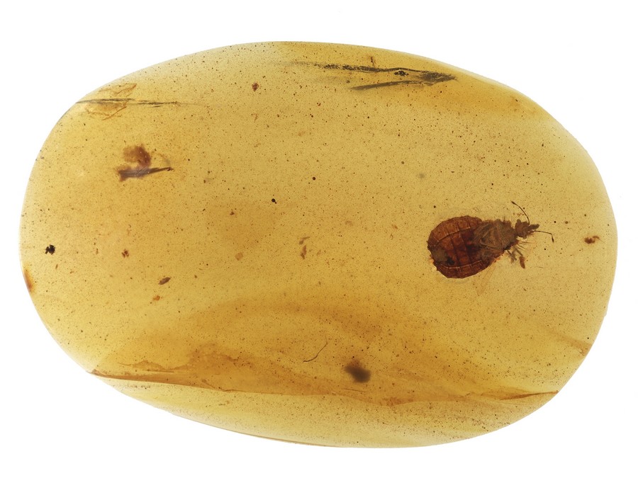 Seltene Rindenwanze