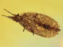 Seltene Rindenwanze