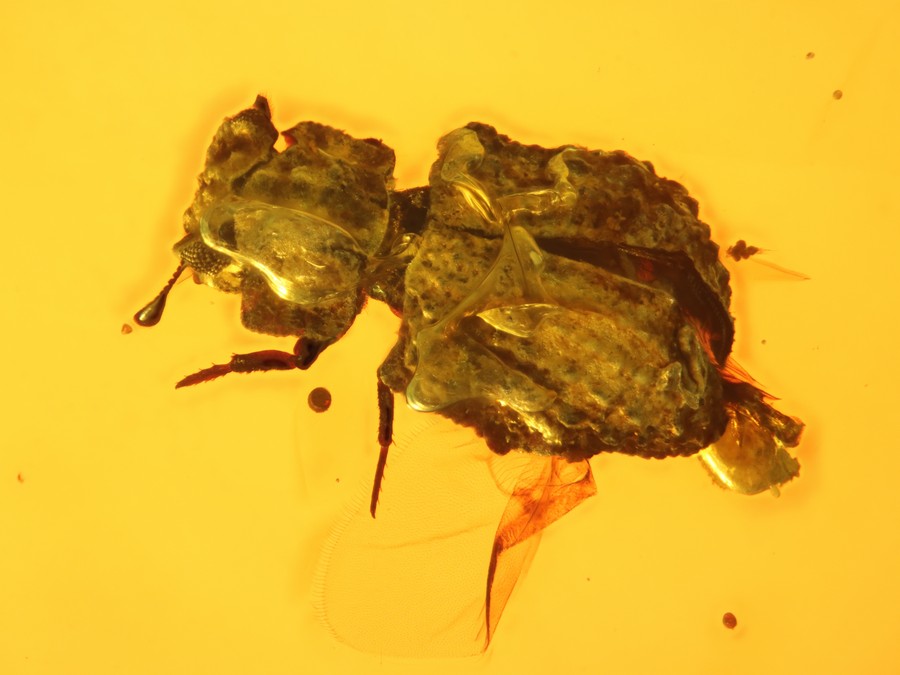 Museumsstck:Lepiceridae Kfer