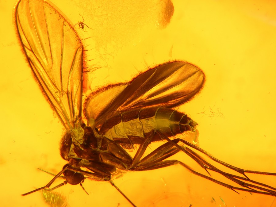 Bernsteine aus dem Baltikum mit Inklusen zum Kaufen