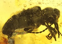 Raritt: Rhinorhipidae Kfer