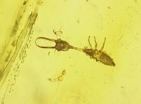 Nemopteridenlarve