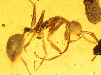 Groe Raritt: Haidomyrmex