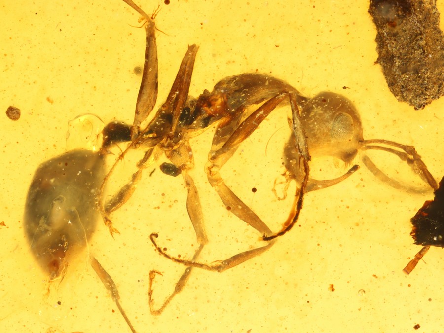 Groe Raritt: Haidomyrmex