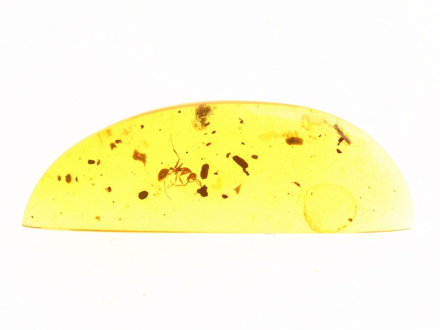 Groe Raritt: Haidomyrmex