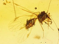 Groe Raritt: ausg. Ordnung 