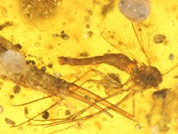 Massenfang mit Raubfliege