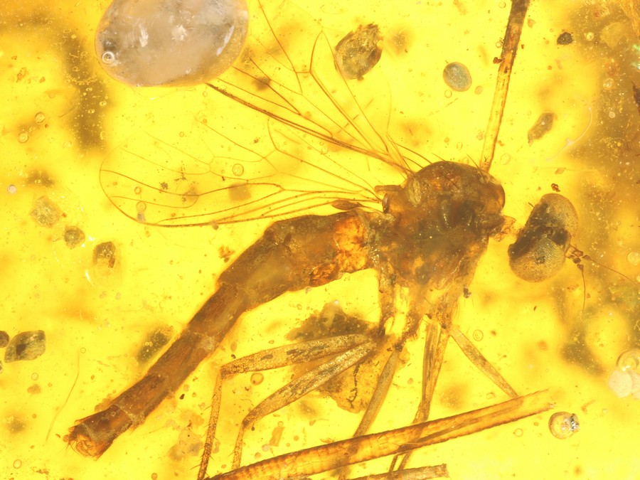 Massenfang mit Raubfliege