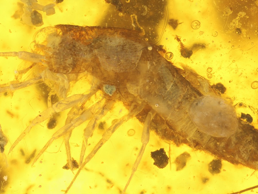 Massenfang mit Raubfliege