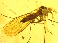 seltene ausg. Mecoptera