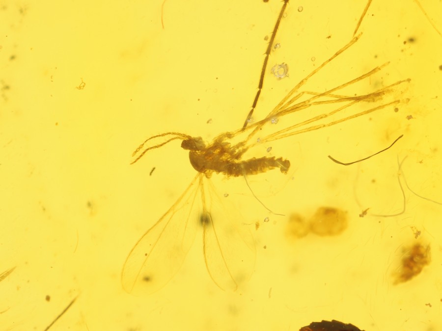 seltene ausg. Mecoptera