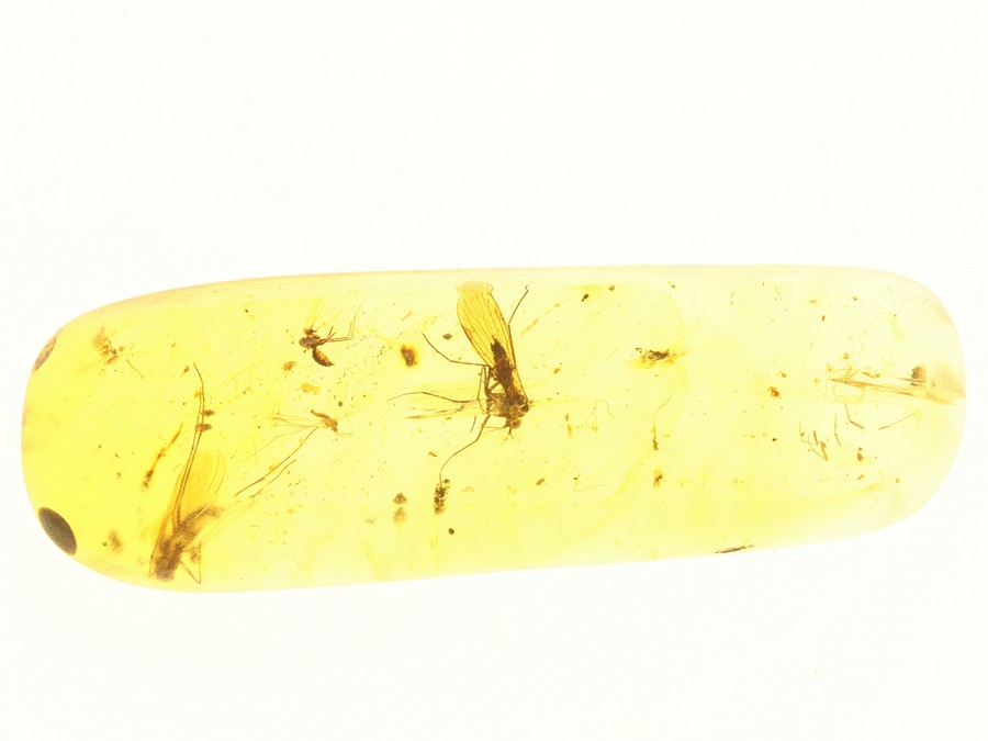 seltene ausg. Mecoptera