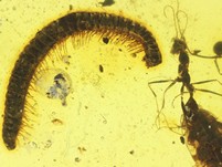 Groe Raritt: Haidomyrmex