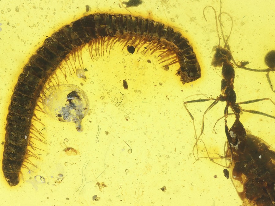 Groe Raritt: Haidomyrmex