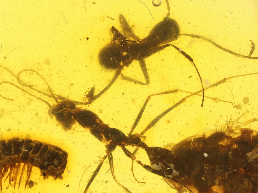 Groe Raritt: Haidomyrmex
