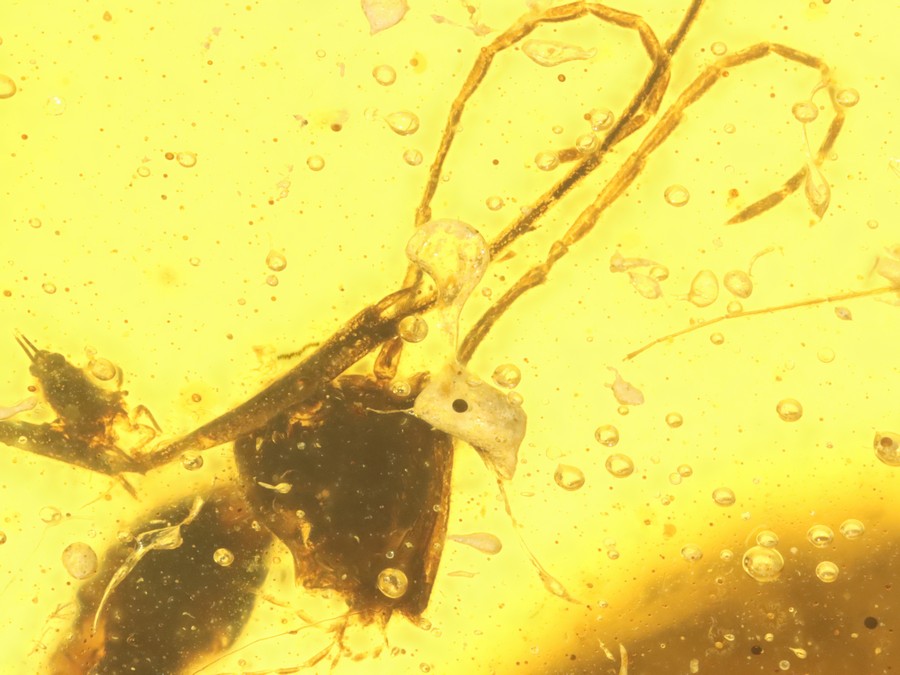 Groe Raritt: Haidomyrmex