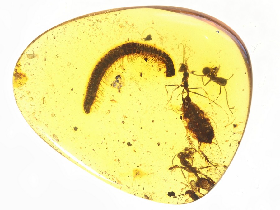 Groe Raritt: Haidomyrmex