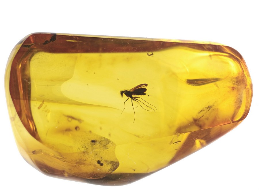 Bernsteine aus dem Baltikum mit Inklusen zum Kaufen