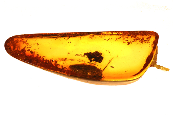 Bernsteine aus dem Baltikum mit Inklusen