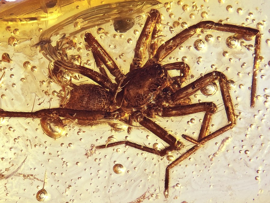 Bernsteine aus dem Baltikum mit Inklusen zum Kaufen