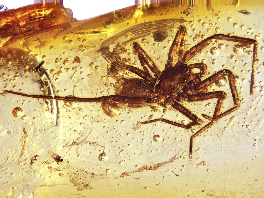 Bernsteine aus dem Baltikum mit Inklusen zum Kaufen