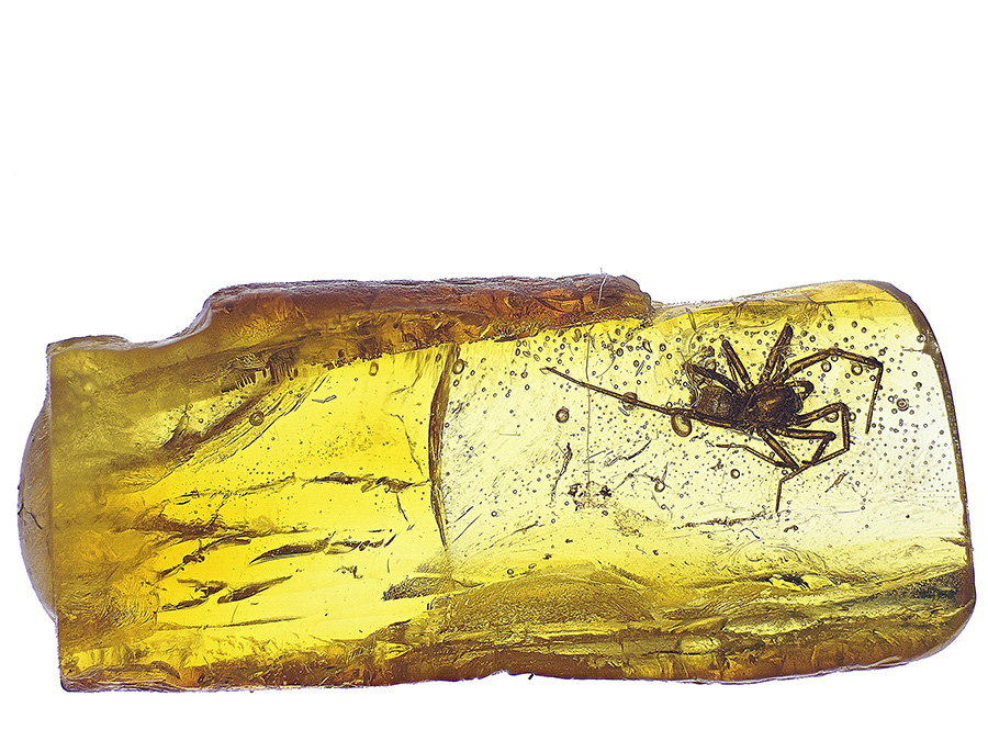 Bernsteine aus dem Baltikum mit Inklusen zum Kaufen