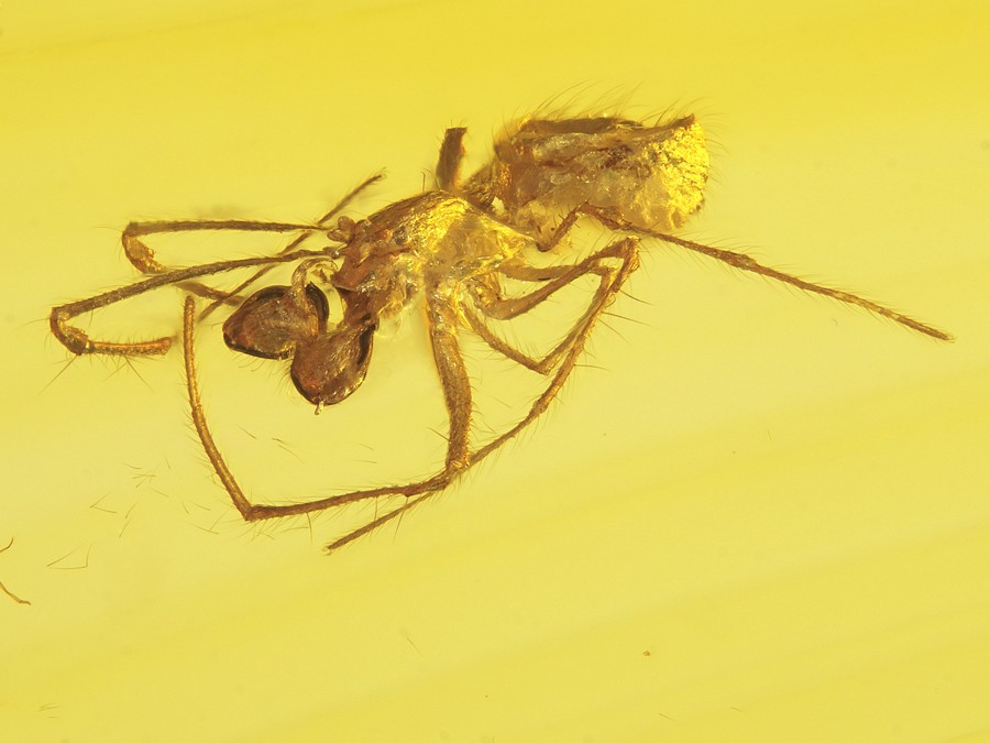 ausgestorbene Spinne