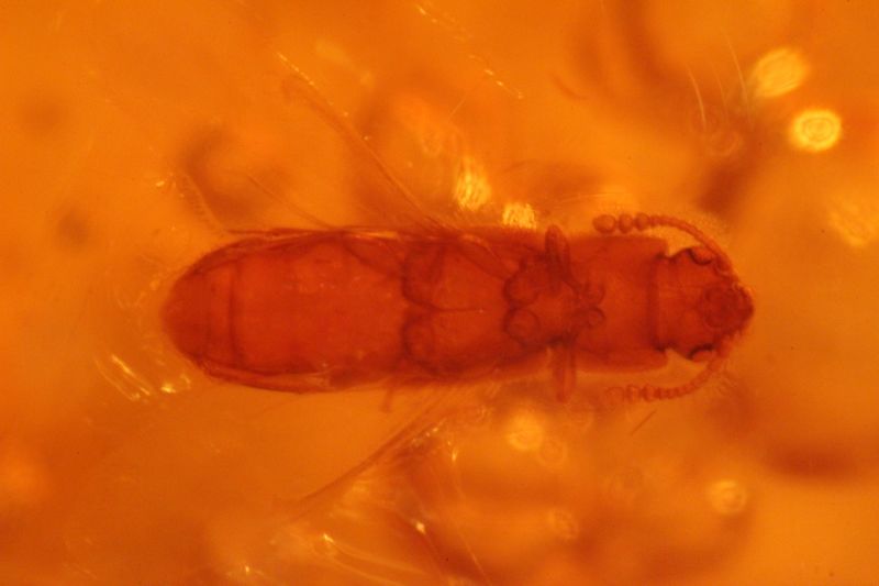 Bernsteine aus dem Baltikum mit Inklusen