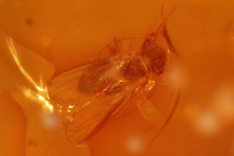 Bernsteine aus dem Baltikum mit Inklusen