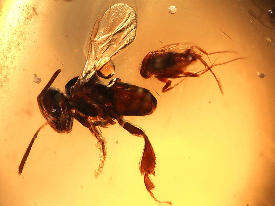 Bernstein aus Kolumbien