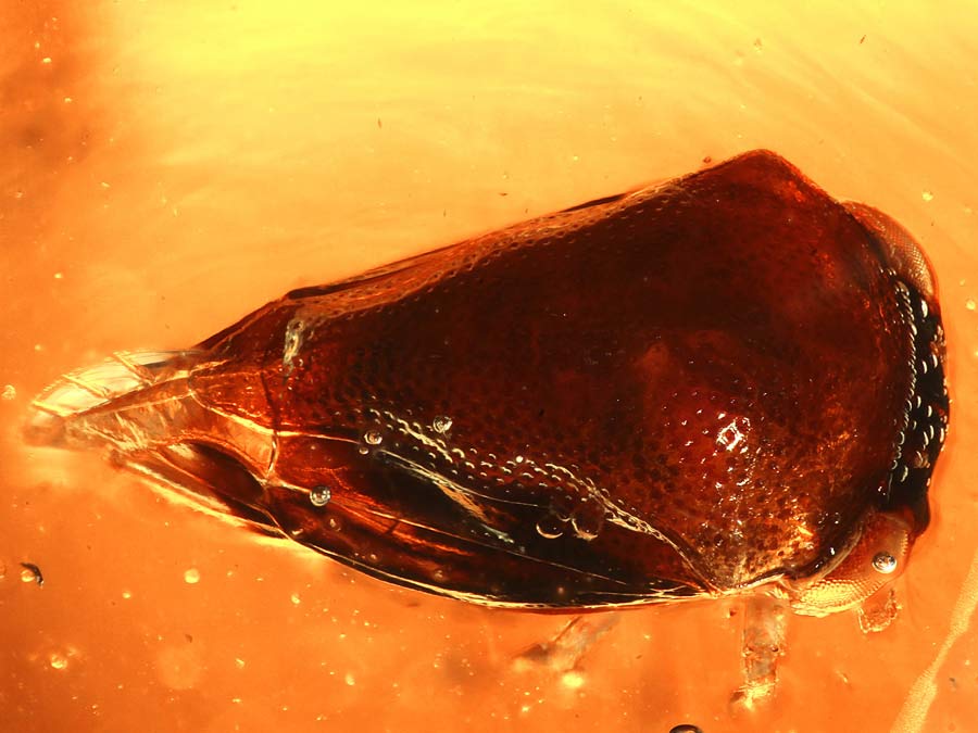 Bernstein aus Kolumbien