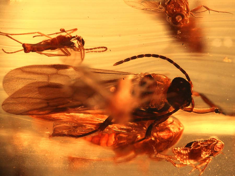 Bernstein aus Kolumbien